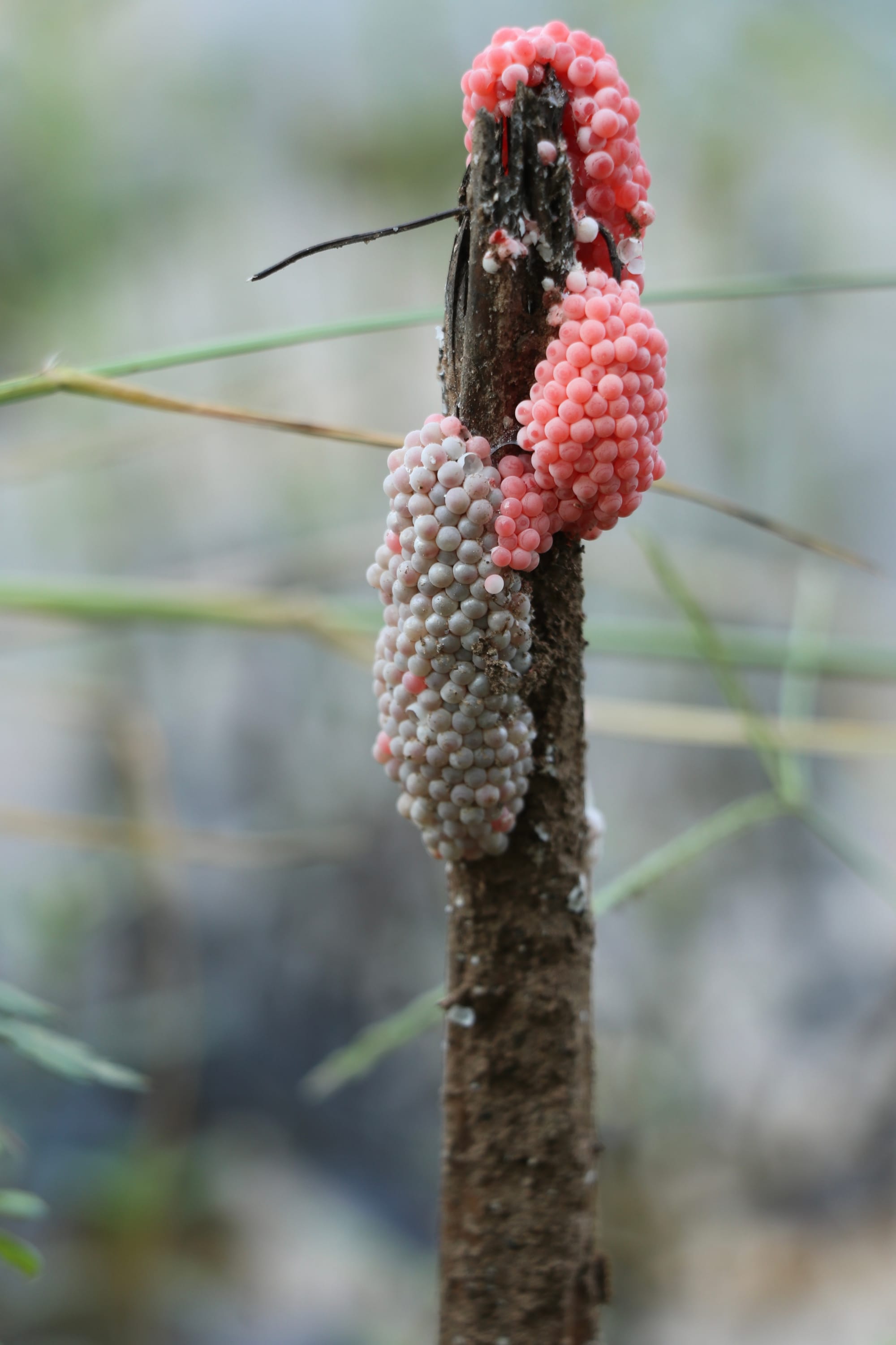 图揽：三峡之巅，白帝城
