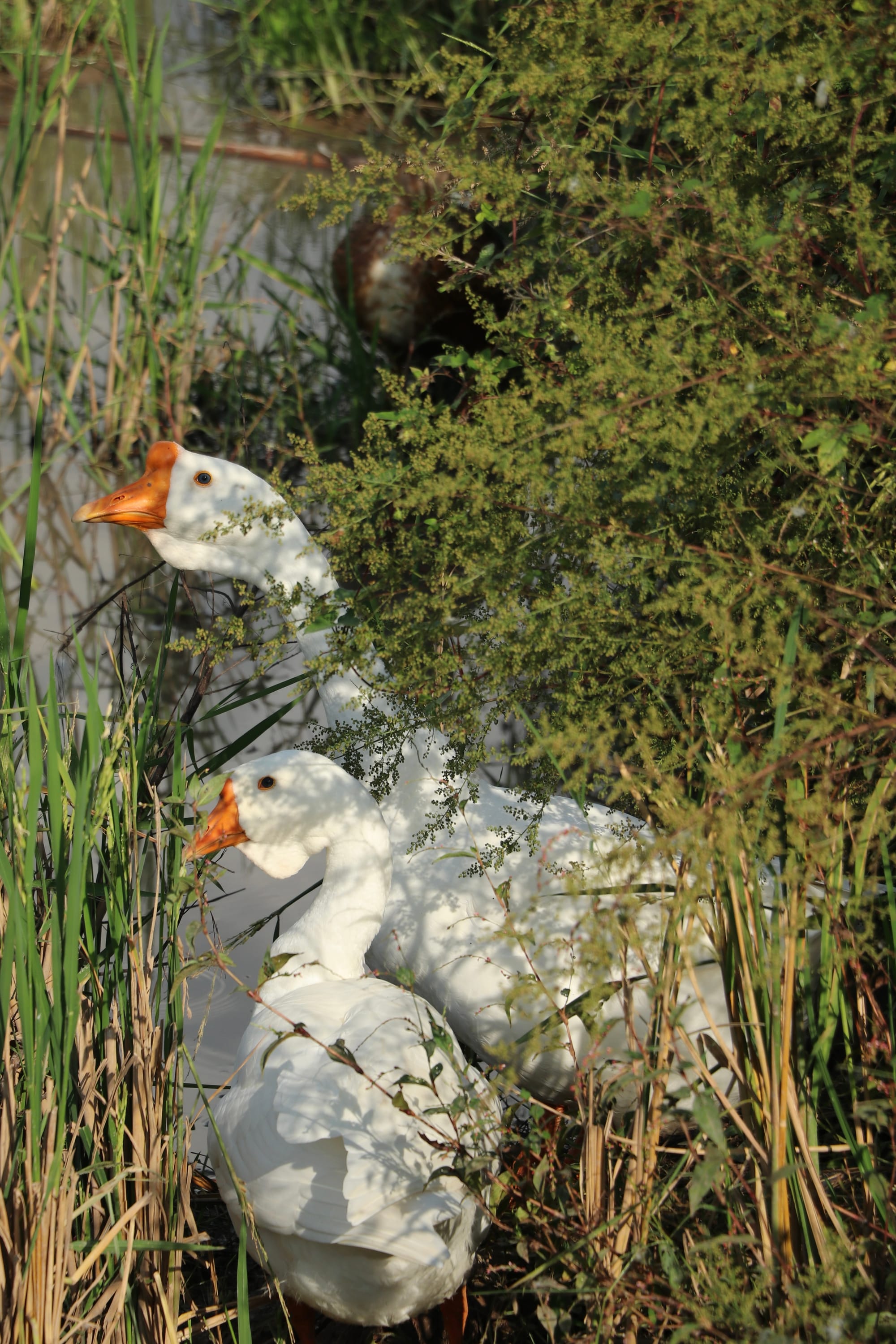 图揽：三峡之巅，白帝城