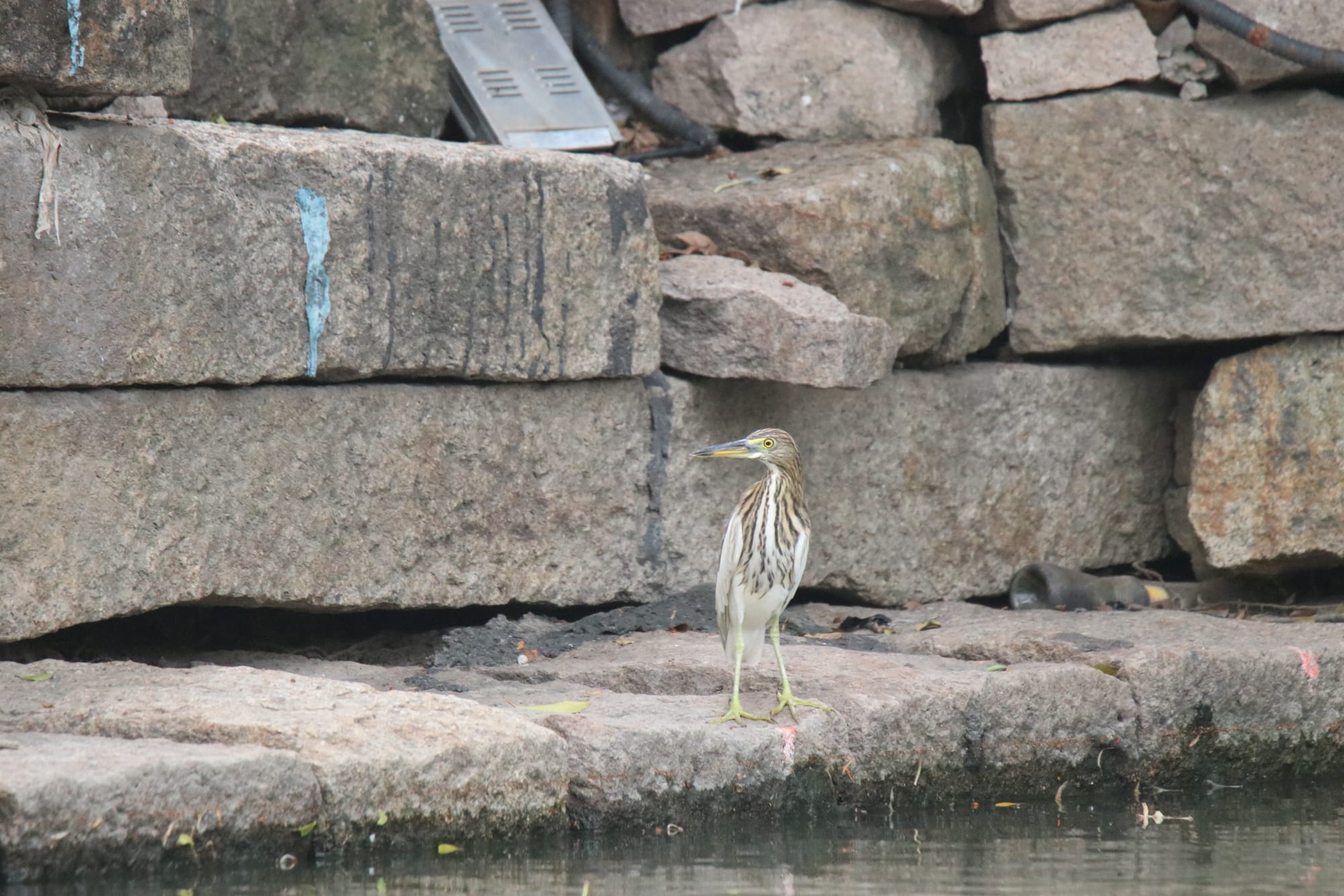 体验150-600mm长焦镜头