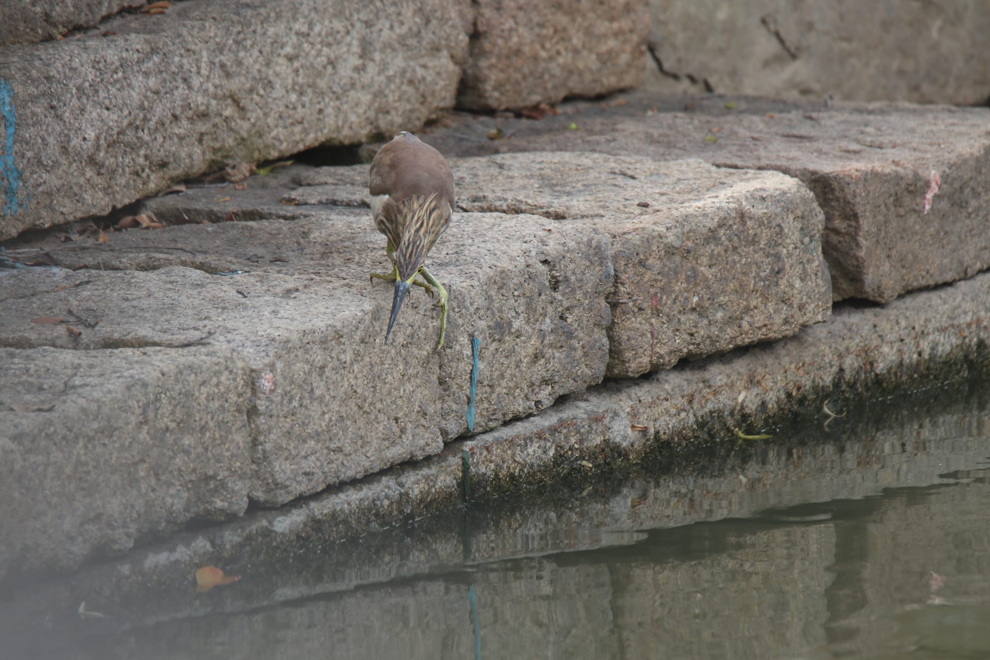 体验150-600mm长焦镜头