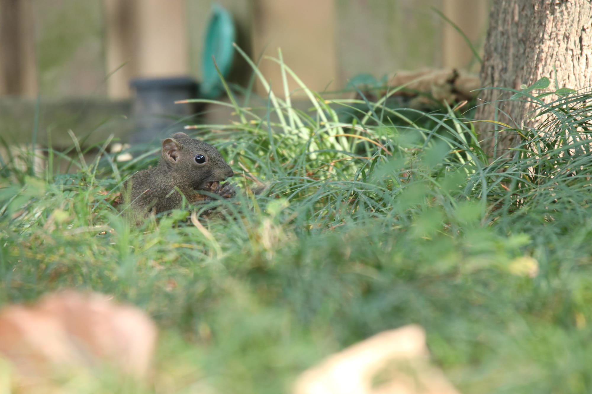 体验150-600mm长焦镜头